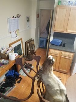 Caribou mount taxidermy