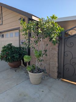 Large Ficus Tree 8 Ft  with Succulents