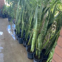 Sensevieria O Lengua De Tigre Indoor Plants