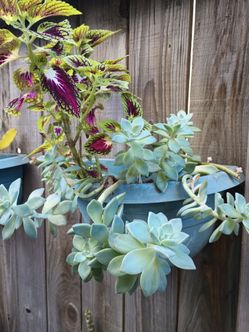 Plant