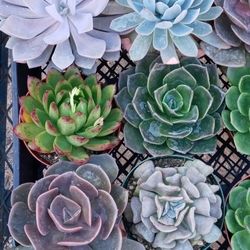 Valentine Succulent Plants.