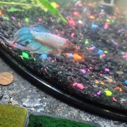 Betta, Tank And Accessories 
