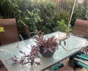 Purple Heart Plant