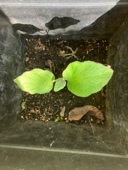 Eggplant Chinese