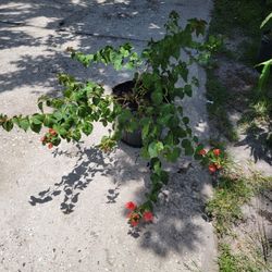 Bougainvillea Plant And Flowers 