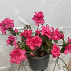 HERMOSAS PLANTAS NATURALES “AZALEA PLANT 