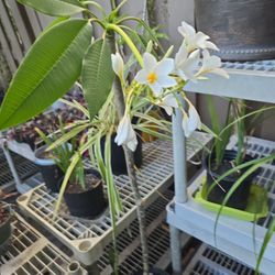 Frangipani Plumeria 48" High $25.00