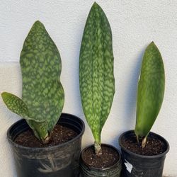 Sansavaria Masoniana “whale fin” 