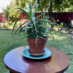 Candelabra Aloe Vera 