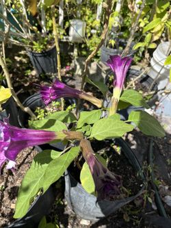 Datura Purple Trumpet