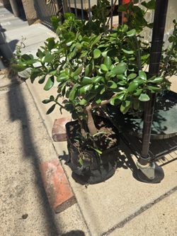 Outdoor plants