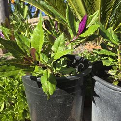 Rare Okinawan Spinach (Gynura bicolor), $16 for 3 gallon pots. 
