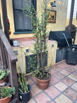 Large Elephant Bush/Dwarf Jade Plant/succulent in nice Terra Cotta Pot