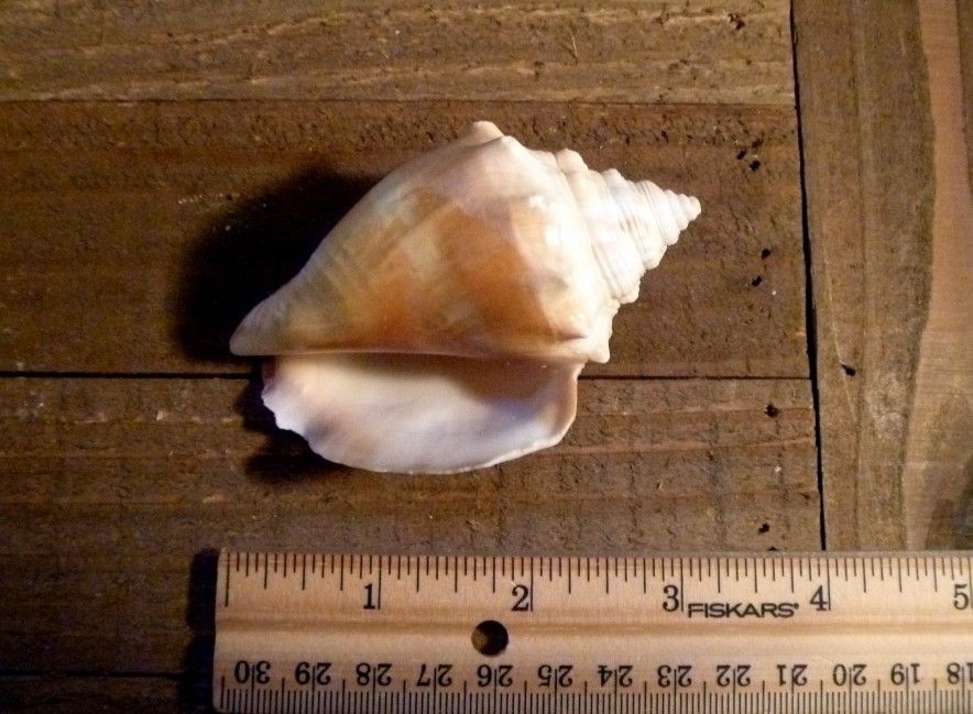 Florida Fighting Conch seashell shell beach ocean bathroom decor