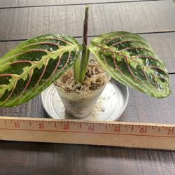 Red Maranta Leuconeura / Prayer Plant 