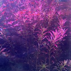 Rotala And ludwigia 