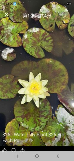 Water Lilly Plant $ 25 for each pot