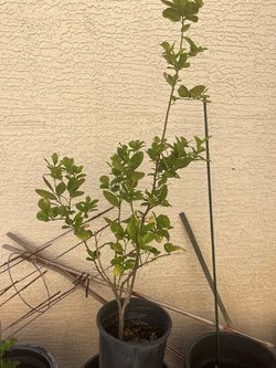 Calamunding or Calamansi