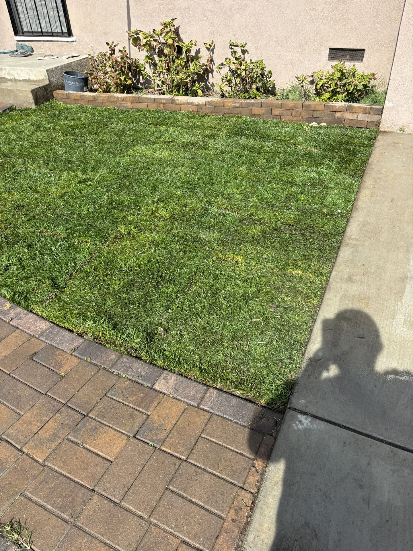 Sod Fescue 