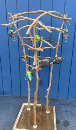 African Grey / Amazon Parrot Perch Tree - A Great Socializer! Breeder Direct Low Price …AAA+ Quality … ❤️✅
