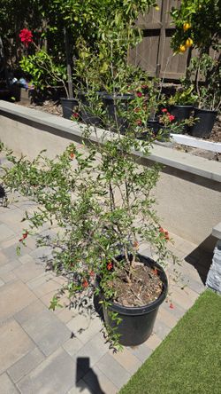 Sweet Pomegranate Tree - 5ft Tall, 15 Gal