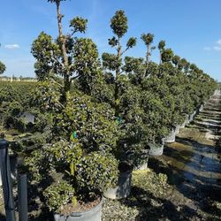 pompom  topiary  balls  over 5 feet tall Instant  decoration 