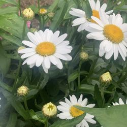 🌼 Shasta Daisy 🌼