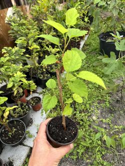 Mulberry Plant With Fruits 
