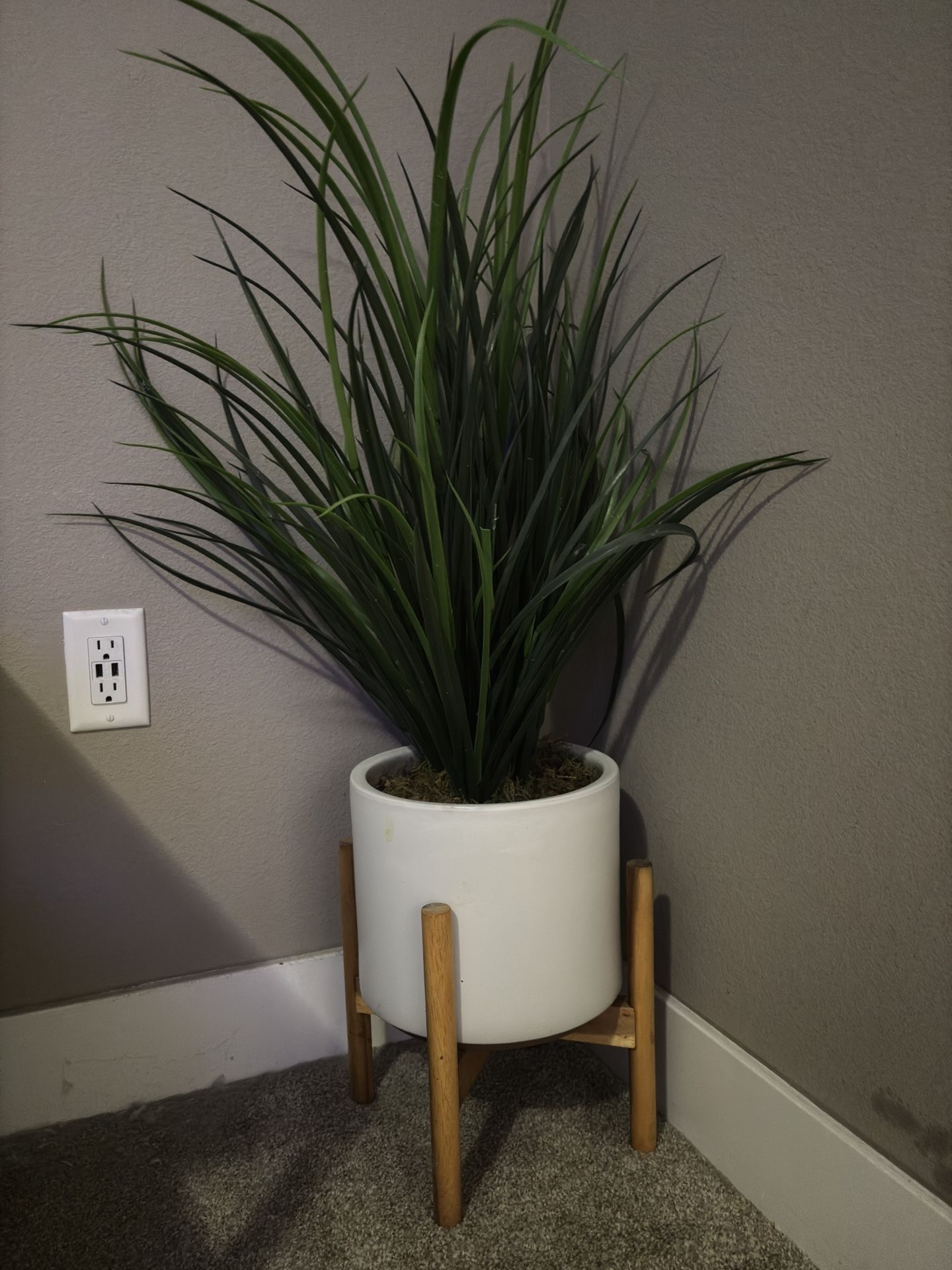 Plant