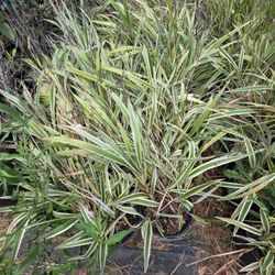 Foxlily 3gallones Bushes 