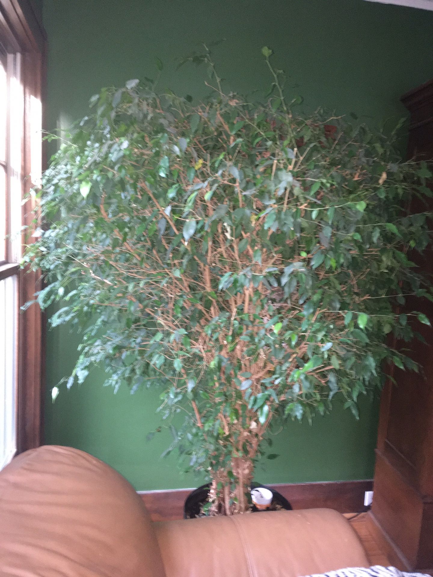 Large beautiful ficus tree