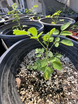 Moringa Tree , Arbol De Moringa , Drumstick Tree