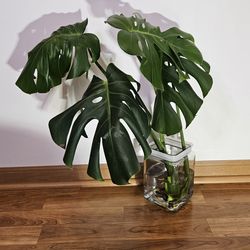 Monstera Deliciosa Cutting – Rooted, Mature Plant