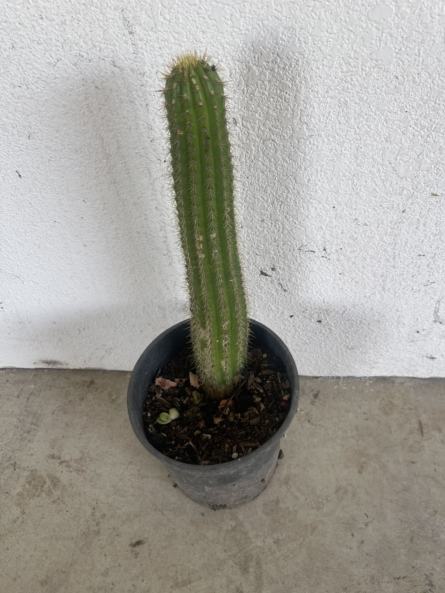 Cuctus Plant For Garden