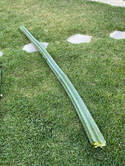 Large Cactus Cutting for Propagation