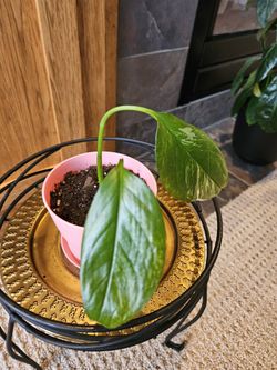 Monstera Lechleriana (Pink Pot-A)