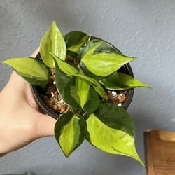 Philodendron Brazil Rooting Cuttings