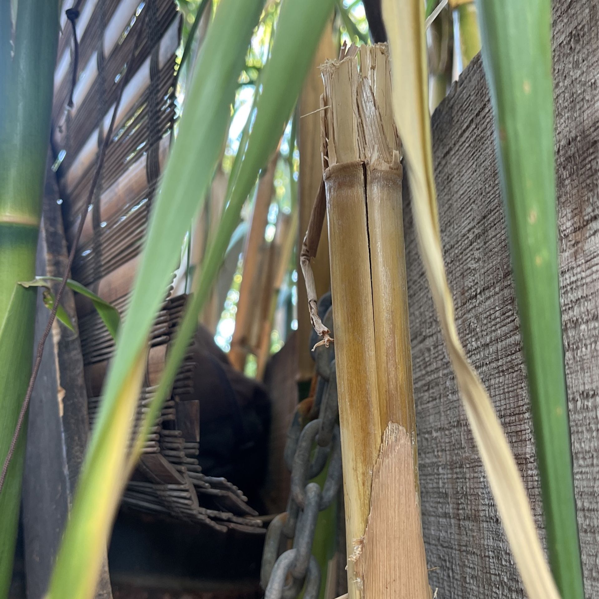 Plant Stakes