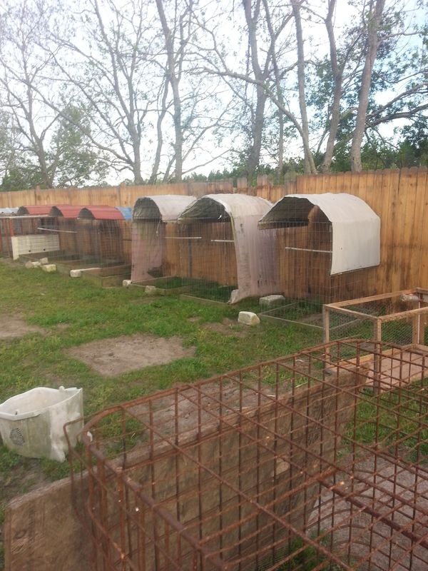 Chicken Coops