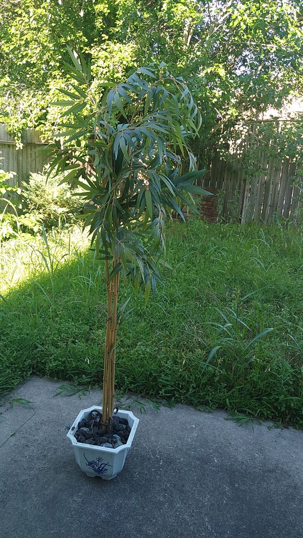 Fake plant for Sale in Houston, TX OfferUp Fake plant for Sale in Houston, TX OfferUp