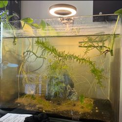 5 Gallon Fish Tank Aquarium With Plants and Decorations