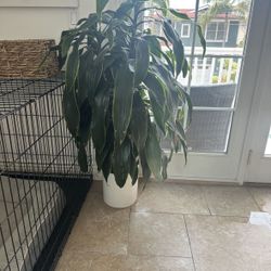 Large Plant In Ceramic Pot 