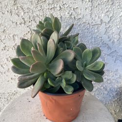 6 Inch Pot Succulent Plant - Rare Graptoveria  Rezry - Rooted & Established Plant - Drought Resistant 🪴 