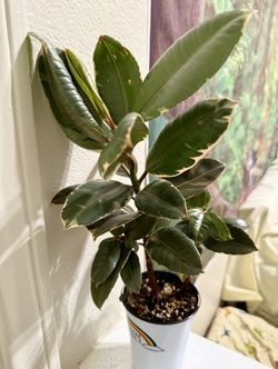 ❤️well Established Rubby Rubber tree in 5” pot❤️Pls read Description