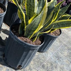 3 Gallon Snake Plant – Easy Care Indoor Plant 🌿