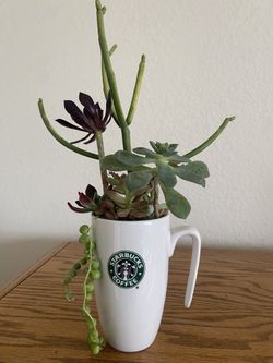 Beautiful Succulents Arrangements (new)