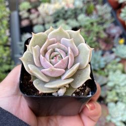 Echeveria Lola Succulent