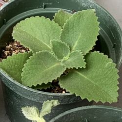 cuban oregano or Coleus amboinicus/perennial succulent //