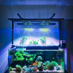 50g Saltwater Tank Full Set