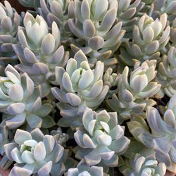 Huge Ghost Plant Succulent cuttings 